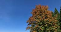 Splendore autunnale lungo il Canale di Limana 