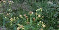 Senecio Biancastro (Senecio Cacaliaster, Asteraceae)