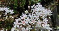 Sedo Bianco (Sedum Album, Grassulaceae)