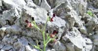 Scrofularia Comune (Scrophularia Canina, Scrophulariaceae)