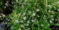 Sassifraga Stellata (Saxifraga Stellaris, Saxifragaceae)