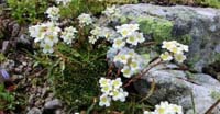 Sassifraga Alpina (Saxifraga Paniculata, Saxifragaceae)