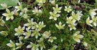 Sassifraga Brioide (Saxifraga Bryoides, Saxifragaceae)