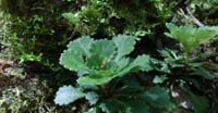 Sassifraga a Foglie Cuneate (Saxifraga Cuneifolia, Saxifragaceae)