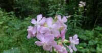 Saponaria Comune (Saponaria Officinalis, Caryophyllaceae)