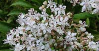 Sambuco Lebbio (Sambucus Ebulus, Caprifoliaceae)