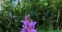 Salcerella (Lythrum Salicaria, Lythraceae)