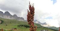 Romice Alpino (Rumex Alpinus, Polygonaceae)