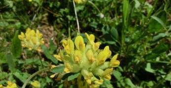 Vulneraria (Anthyllis Vulneraria, Fabaceae)