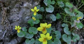 Viola Gialla (Viola Biflora, Violaceae)