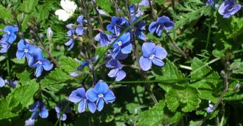 Veronica Comune (Veronica Chamaedrys, Scrophulariaceae)