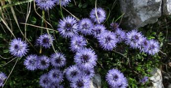 Vedovella Celeste (Globularia Cordifolia, Globulariaceae)