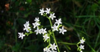 Valeriana delle Rupi (Valeriana Saxatilis, Caprifoliaceae)