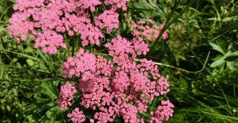 Tragoselino Maggiore (Pimpinella Major, Apiaceae)