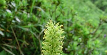 Tajola Comune (Tofieldia Calyculata, Tofieldiaceae)