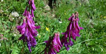 Sulla Alpina (Hedysarum Hedysaroides, Fabaceae)