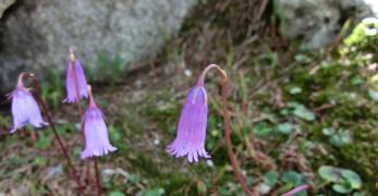 Soldanella della Silice (Soldanella Pusilla, Primulaceae)