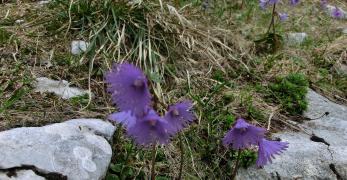 Soldanella Comune (Soldanella Alpina, Primulaceae)