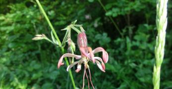 Silene Ciondola (Silene Nutans, Caryophyllaceae)