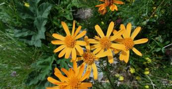 Senecio Abrotanino (Senecio Abrotanifolius, Asteraceae)