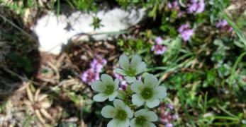 Sassifraga Rosulata (Saxifraga Androsacea, Saxifragaceae)