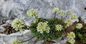 Sassifraga Incrostata (Saxifraga Crustata, Saxifragaceae)