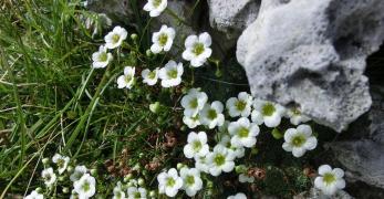 Sassifraga delle Dolomiti (Saxifraga Squarrosa, Saxifragaceae)