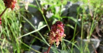 Salvastrella Minore (Sanguisorba Minor, Rosaceae)