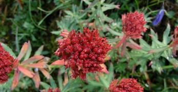 Rodiola Rosea (Rhodiola Rosea, Grassulaceae)