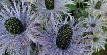 Regina delle Alpi (Eryngium Alpinum, Apiaceae)