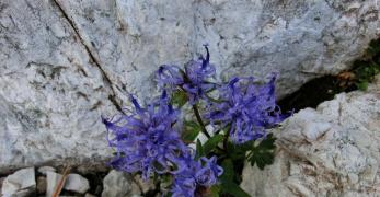 Raponzolo di Sieber (Phyteuma Sieberi, Campanulaceae)