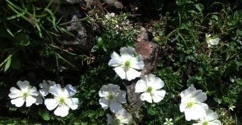 Ranuncolo Alpestre (Ranunculus Alpestris, Ranunculaceae)