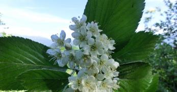 Sorbo Montano (Sorbus Aria, Rosaceae)