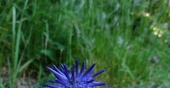 Raponzolo Montano (Phyteuma Betonicifolium, Campanulaceae)