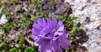 Primula Vischiosa (Primula Glutinosa Wulfen, Primulaceae)