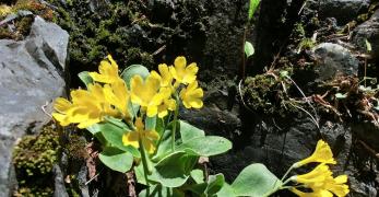 Primula Orecchia d’Orso (Primula Auricola, Primulaceae)