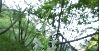 Platantera Comune (Platanthera Bifolia, Orchidaceae)