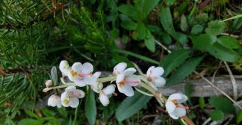 Piroletta Minore (Pyrola Minor, Ericaceae)