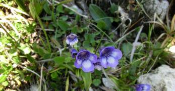 Pinguicola Comune (Pinguicula Vulgaris, Lentibulariaceae)