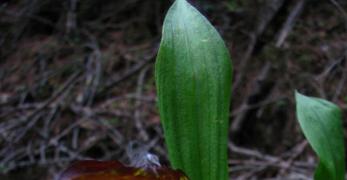 Pianella della Madonna (Cypripedium Calceolus, Orchidaceae)