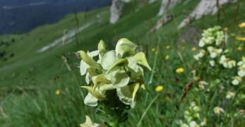 Pedicolare Zolfina (Pedicularis Tuberosa, Scrophulariaceae)