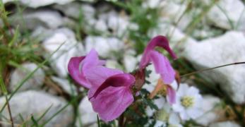 Pedicolare Rosea (Pedicularis Rosea Wulfen, Scrophulariaceae)