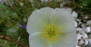 Papavero delle Alpi Giulie (Papaver Julicum Mayer Et Merxm, Papaveraceae)