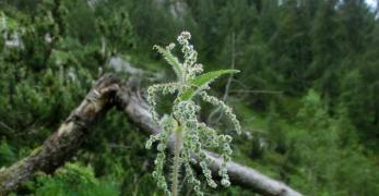 Ortica Comune (Urtica Dioica, Orticaceae)