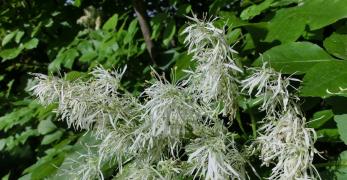 Orniello (Fraxinus Ornus, Oleaceae)