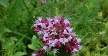 Origano Comune (Origanum Vulgare, Lamiaceae)