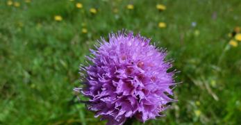 Orchide dei Pascoli (Traunsteinera Globosa, Orchidaceae)