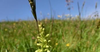 Orchide Candida (Pseudorchis Albida, Orchidaceae)