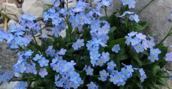 Nontiscordardimè (Myosotis Alpestris, Boraginaceae)