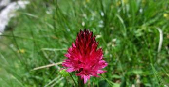 Nigritella Rossa (Nigritella Rubra, Orchidaceae)